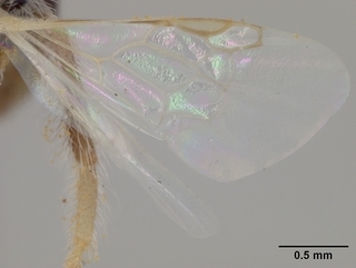 Perdita heterothecae, female, wing