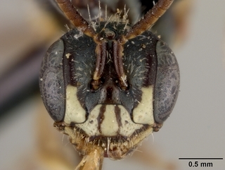 Perdita octomaculata, female, face