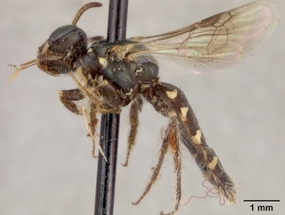 Perdita octomaculata, female, side