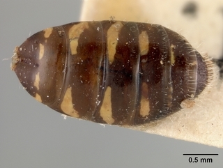 Perdita octomaculata, male, abdomen
