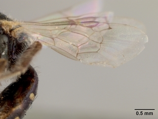 Perdita sonorensis, female, wing