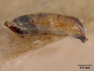 Sphecodes cressonii, abdomen