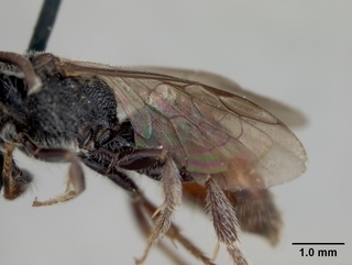 Sphecodes prosphorus, wing