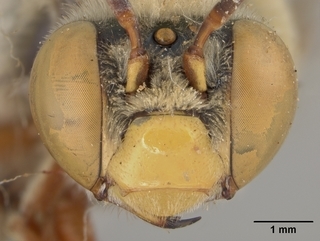 Centris rhodopus, male, face
