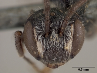 Stelis permaculata, face