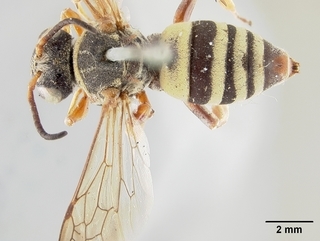 Triepeolus distinctus, top