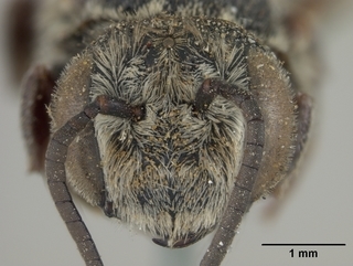 Coelioxys apacheorum, female, face