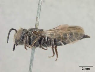 Coelioxys apacheorum, female, side