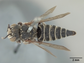 Coelioxys apacheorum, female, top