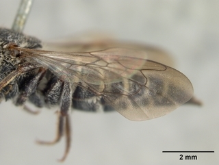 Coelioxys apacheorum, female, wing