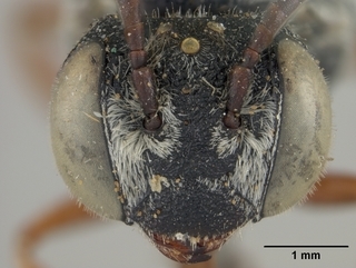 Coelioxys octodentatus, female, face