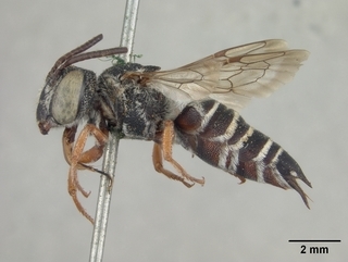 Coelioxys octodentatus, female, side