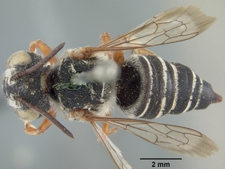Coelioxys octodentatus, female, top