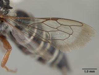 Coelioxys octodentatus, female, wing
