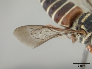 Coelioxys slossoni, female, wing