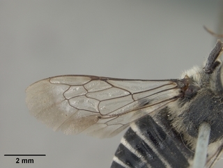 Coelioxys sodalis, female, wing