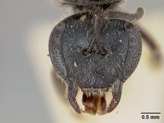 Lasioglossum cinctipes, female, face