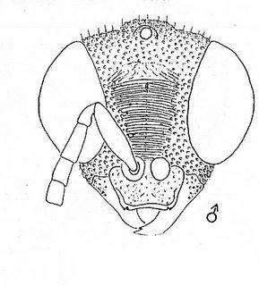 Ceratochrysis kansensis, head