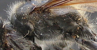 Isodontia mexicana - mesepisterum
