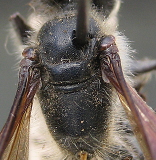 Isodontia mexicana - thorax