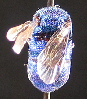 Ipsiura neolateralis, tail