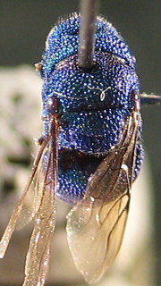 Ipsiura neolateralis, top