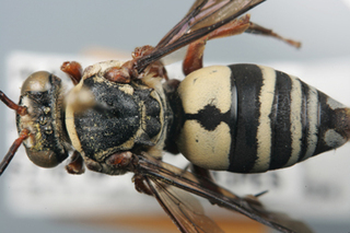 Triepeolus quadrifasciatus, female, dorsal habitus
