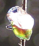 Elampus nitidus, tail