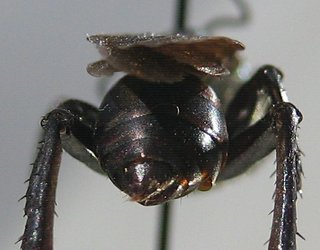 Prionyx atratus, abdomen