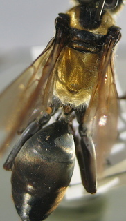 Sphex habenus, thorax