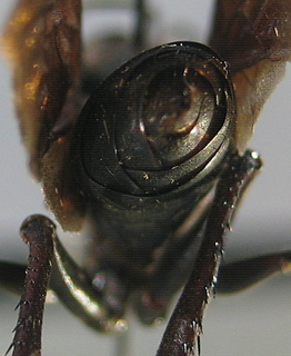 Sphex pensylvanicus, abdomen