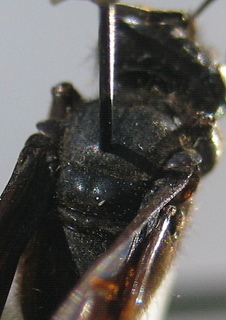 Sphex pensylvanicus, thorax