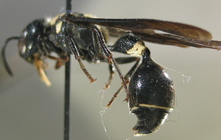 Zethus spinipes