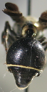 Zethus spinipes, abdomen