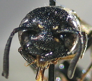 Zethus spinipes, face