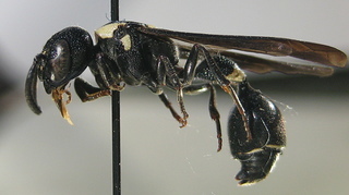 Zethus spinipes, side