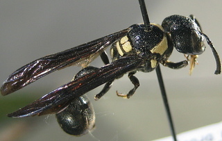 Zethus spinipes, thorax