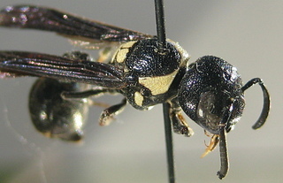 Zethus spinipes, thorax