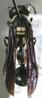 Zethus spinipes, top