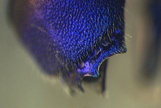Chrysis nitidula, tail