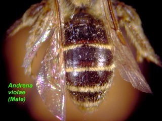 Andrena violae, male, tergatop