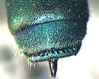 Chrysura cobaltina, female, tail