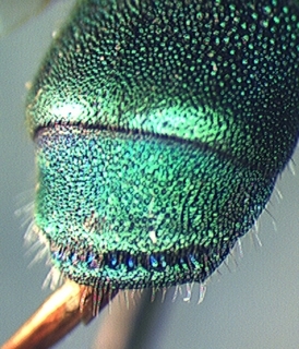 Chrysura cobaltina, male, tail