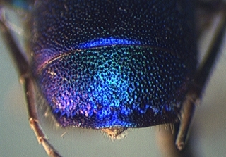 Chrysura cobaltina, male, tail