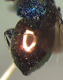 Elampus nitidus, abdomen