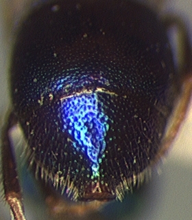 Elampus viridis, abdomen