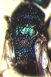Elampus viridis, thorax