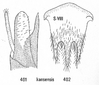 Ceratochrysis kansensis, male genitalia