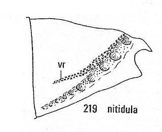 Chrysis nitidula, tail side