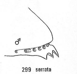 Chrysis serrata, tail side